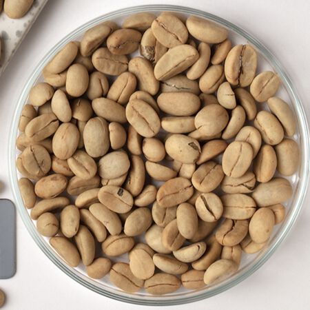 Arabian, Coffee Tree Seed - Packet image number null